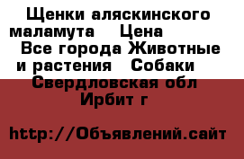 Щенки аляскинского маламута  › Цена ­ 15 000 - Все города Животные и растения » Собаки   . Свердловская обл.,Ирбит г.